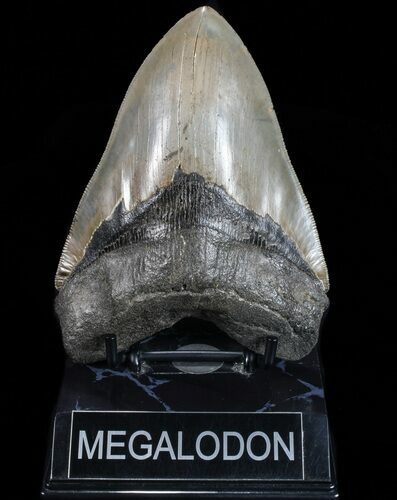 Serrated, Fossil Megalodon Tooth - Georgia #74659